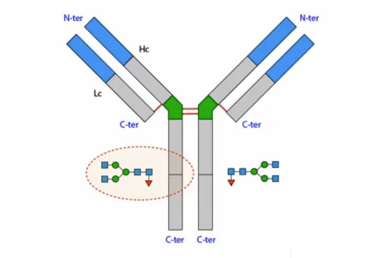 Reversed Phase - Introduction and Peptide Level Analysis