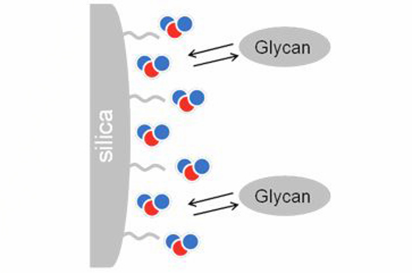 HILIC, IEX, and SEC for the Analysis of Biomolecules