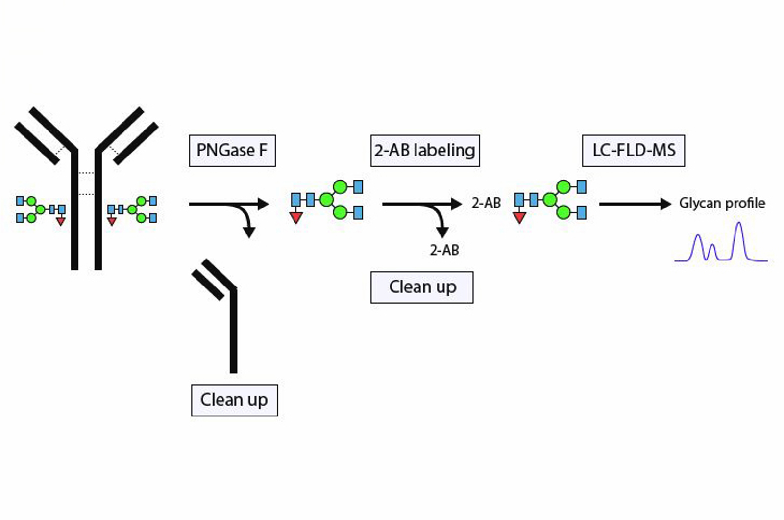 The Fundamentals of Glycan Analysis