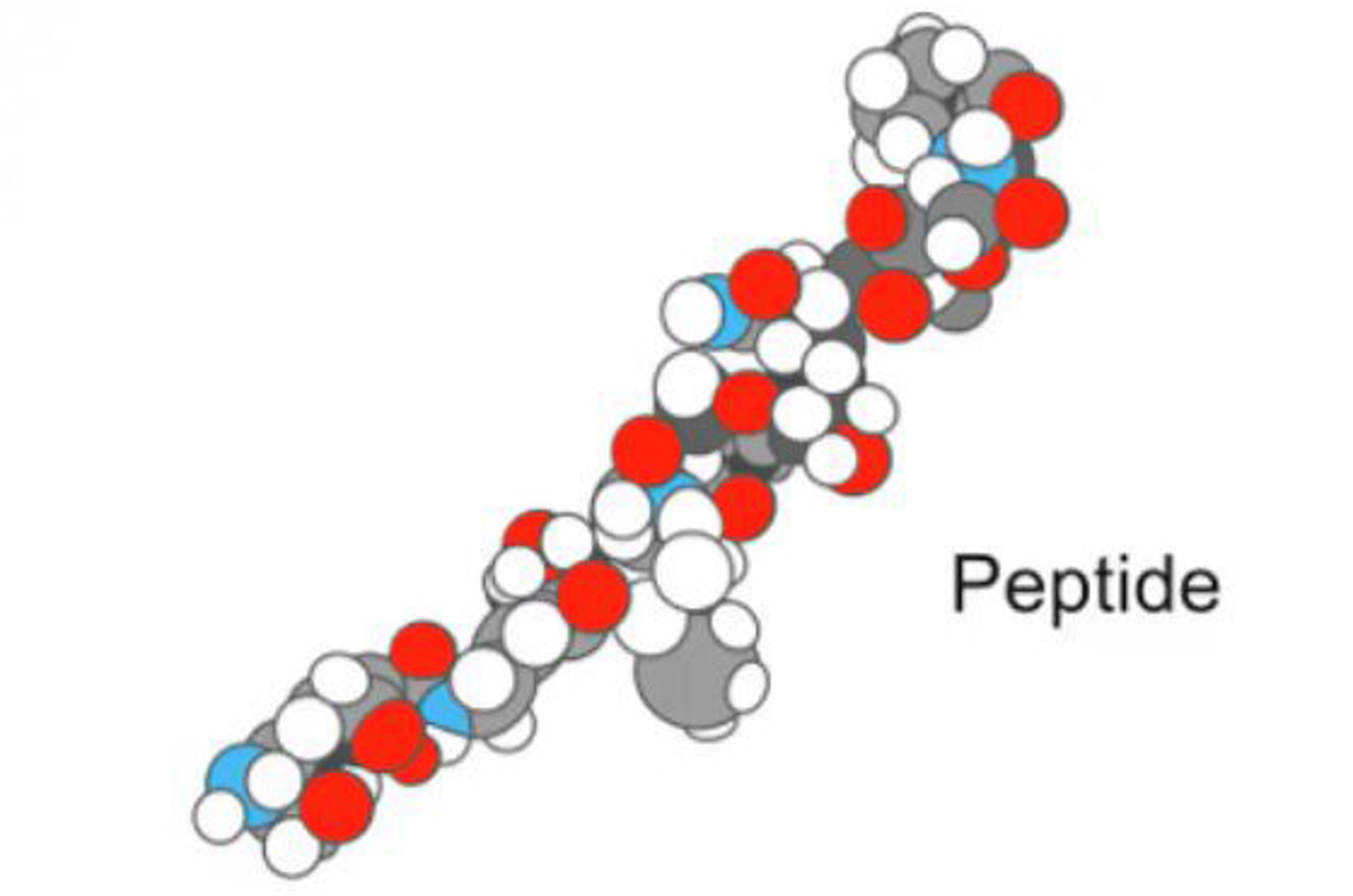 Introduction to Peptide Analysis by HPLC