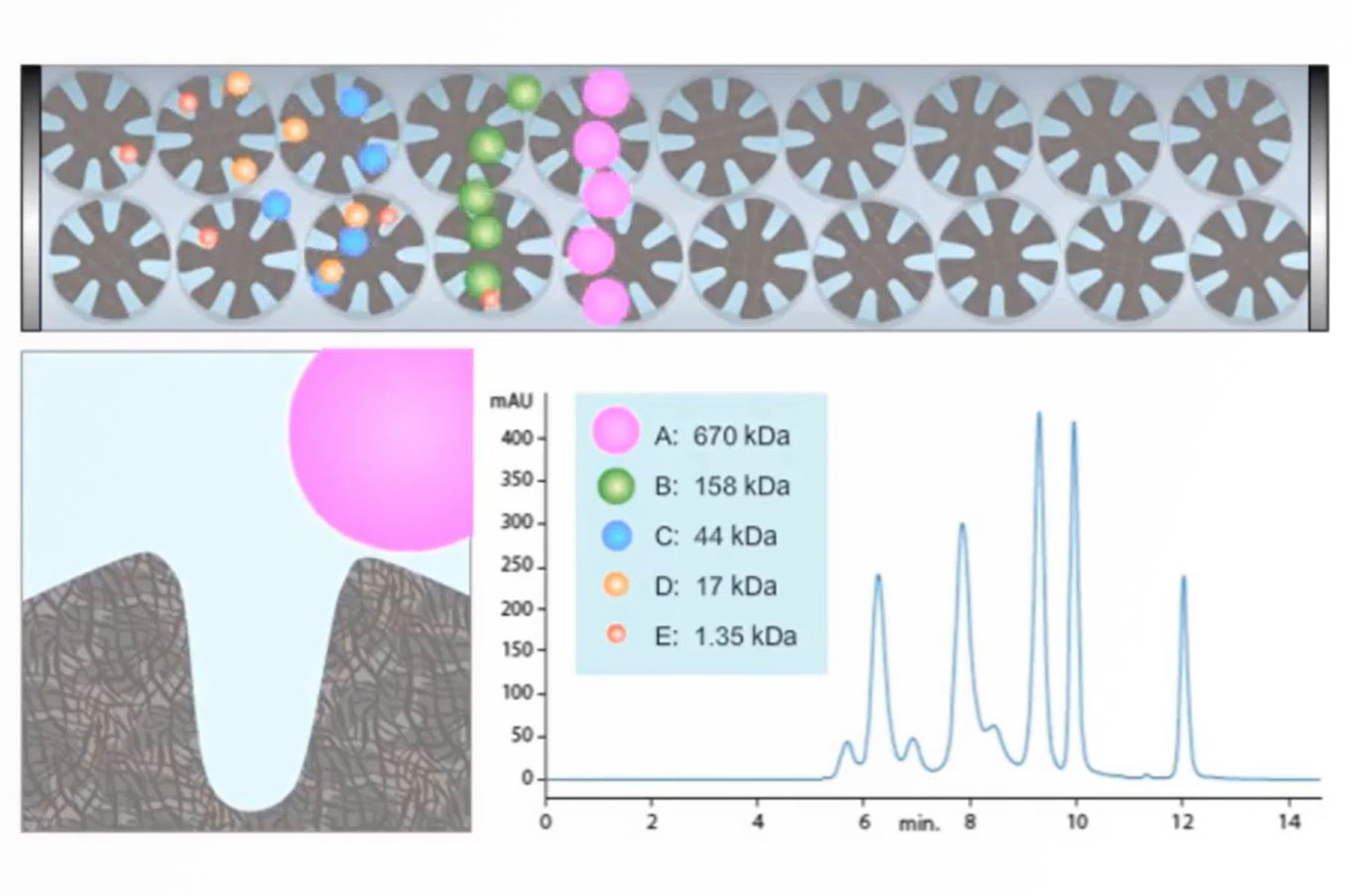 First Steps in Characterizing Biotherapeutics