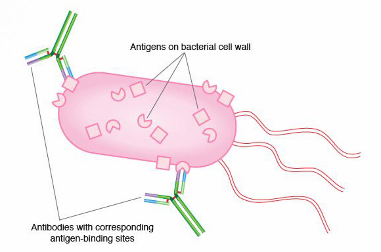 mAbs - Introduction to Monoclonal Antibodies