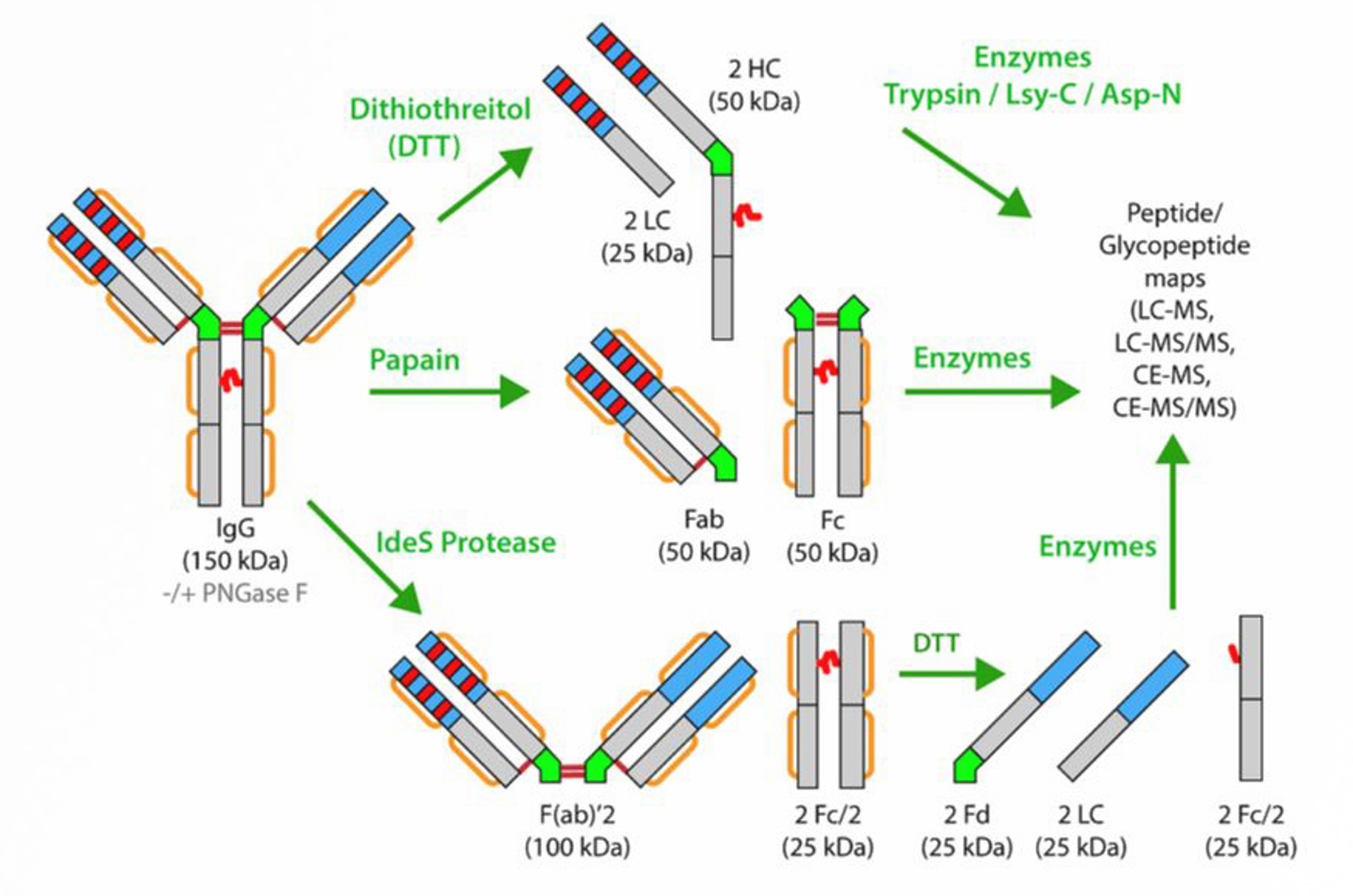 Mass Spectrometry at the Protein Level
