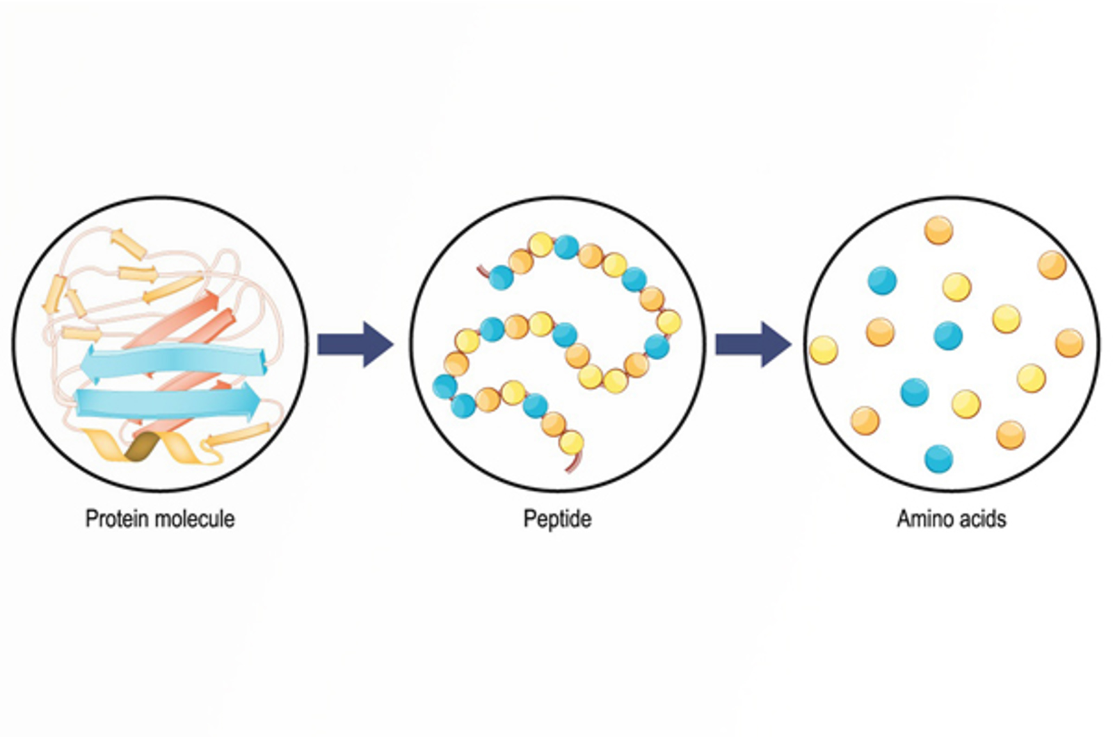 An Introduction to Biomolecules