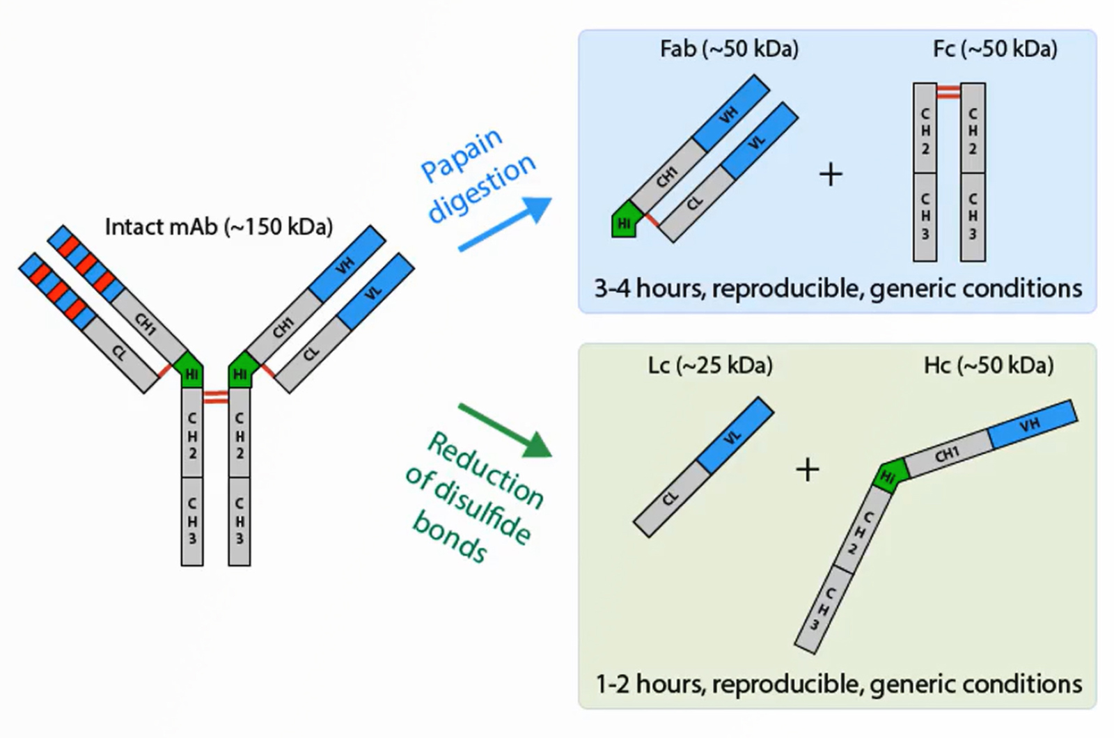 Choosing the Right Column for Intact Protein Characterization