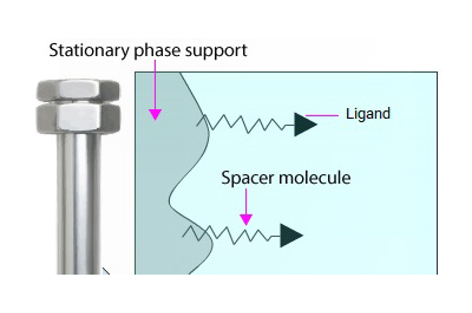 Affinity Chromatography Techniques