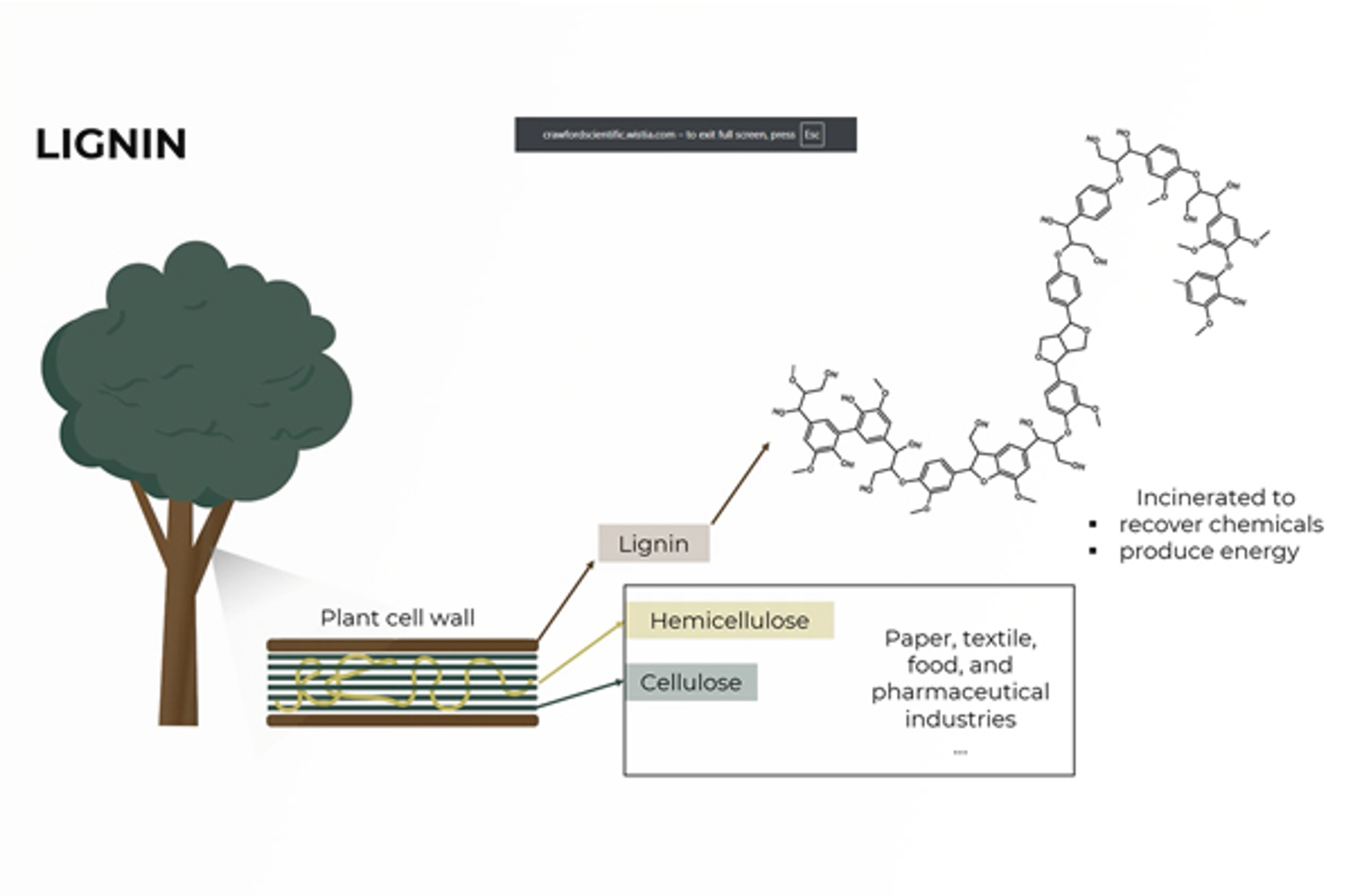 CHROMtalks - Non-target Analysis Workflow for the Characterization of Depolymerized Lignin